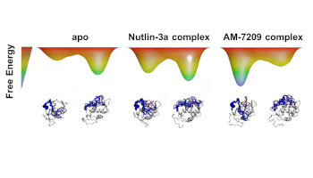 Energetics of a protein disorder-order transition in small molecule recognition